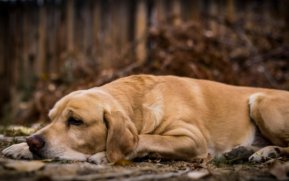 Cane a riposo, dettaglio del manto sano