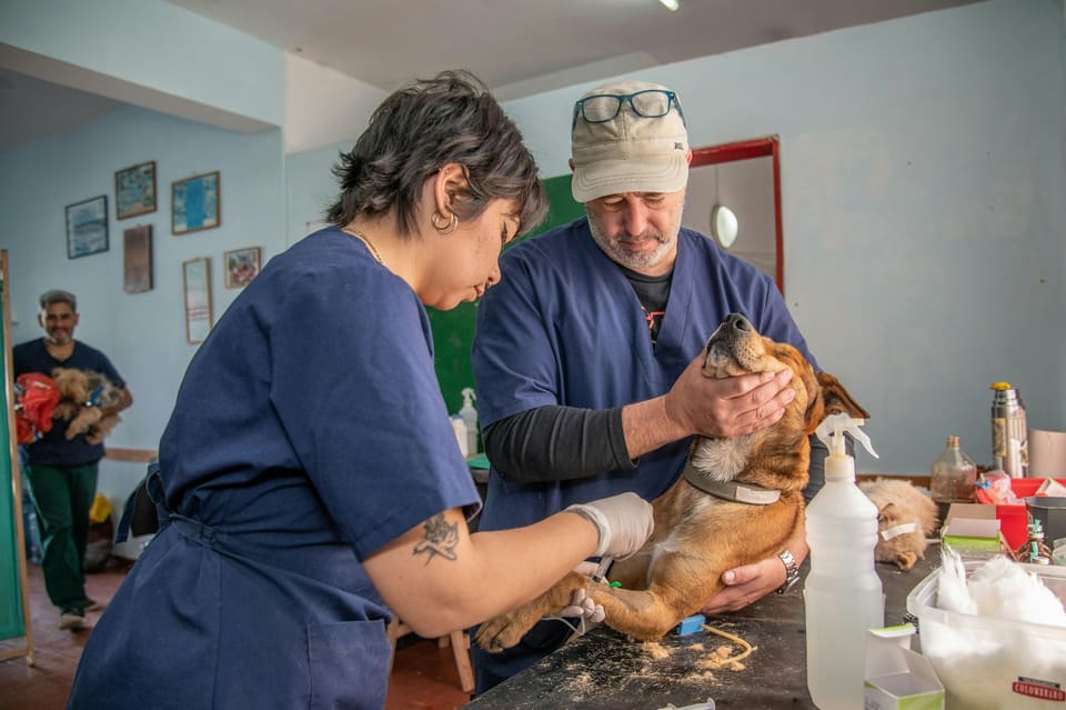 Due veterinari in divisa visitano un cane sul tavolo della clinica, uno gli sostiene la testa con delicatezza